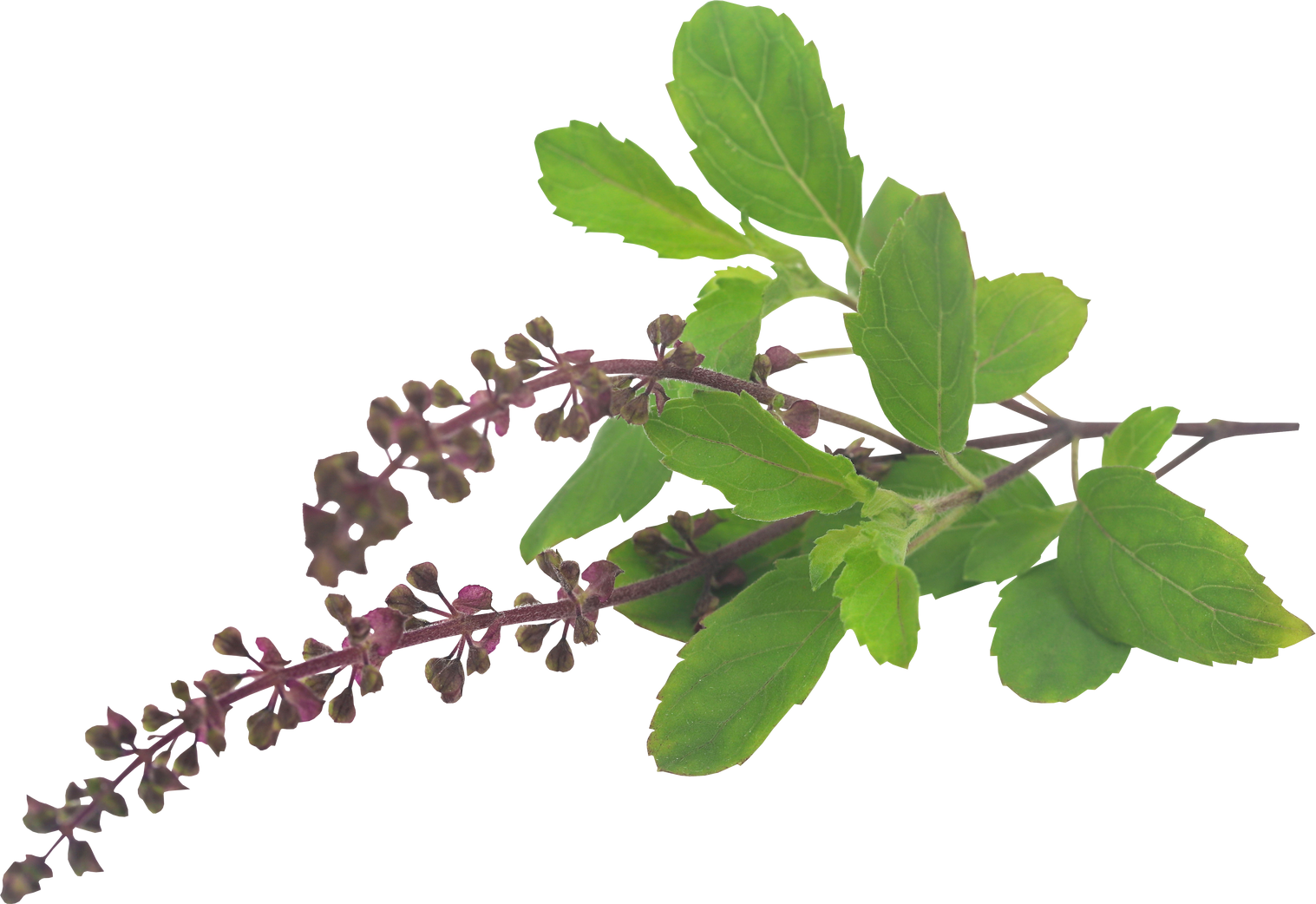 Medicinal Tulsi Leaves