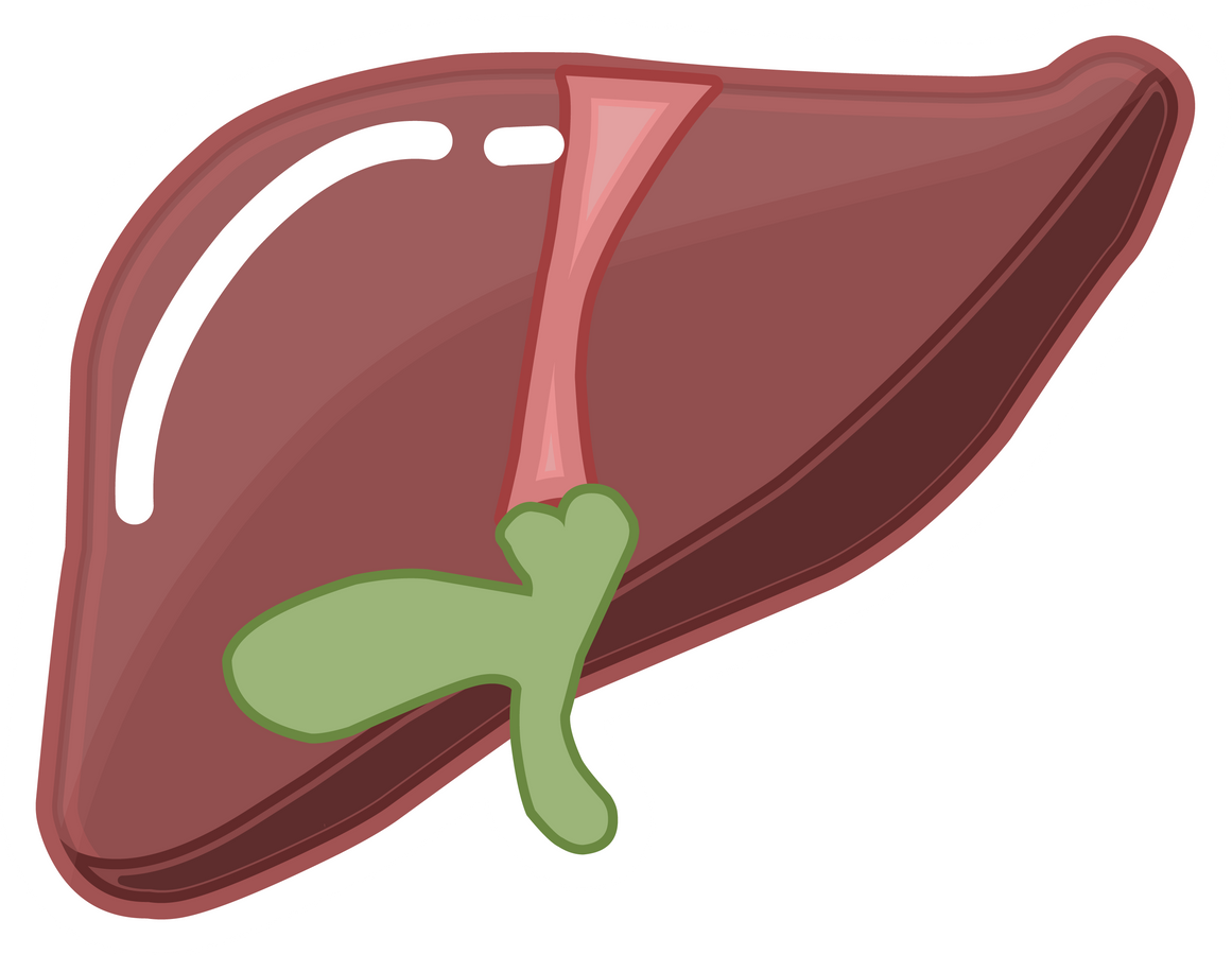 Liver internal organ education sticker illustration