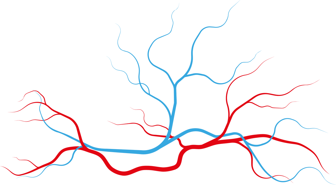 Veins and arteries. Human vascular system and blood vessels, red capillary vessels with stream of blood, healthy cardiovascular system. Vector set