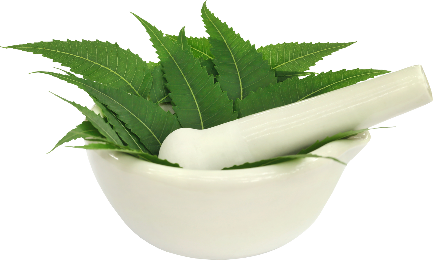 Medicinal Neem Leaves in a Mortar with Pestle